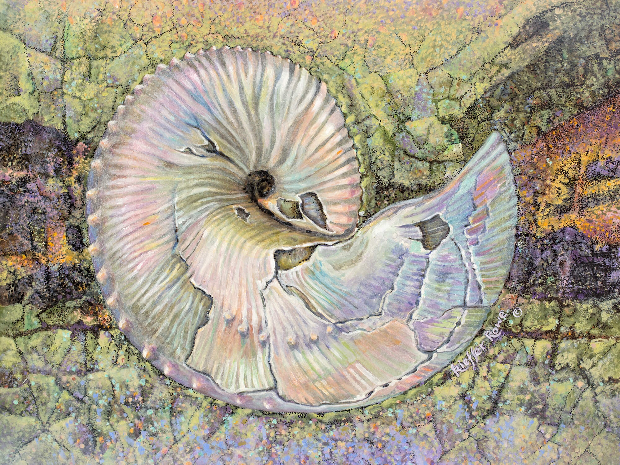 Ammonite-Scaphites-suspendi-Barbara-Kieffer-Rowe.jpg
