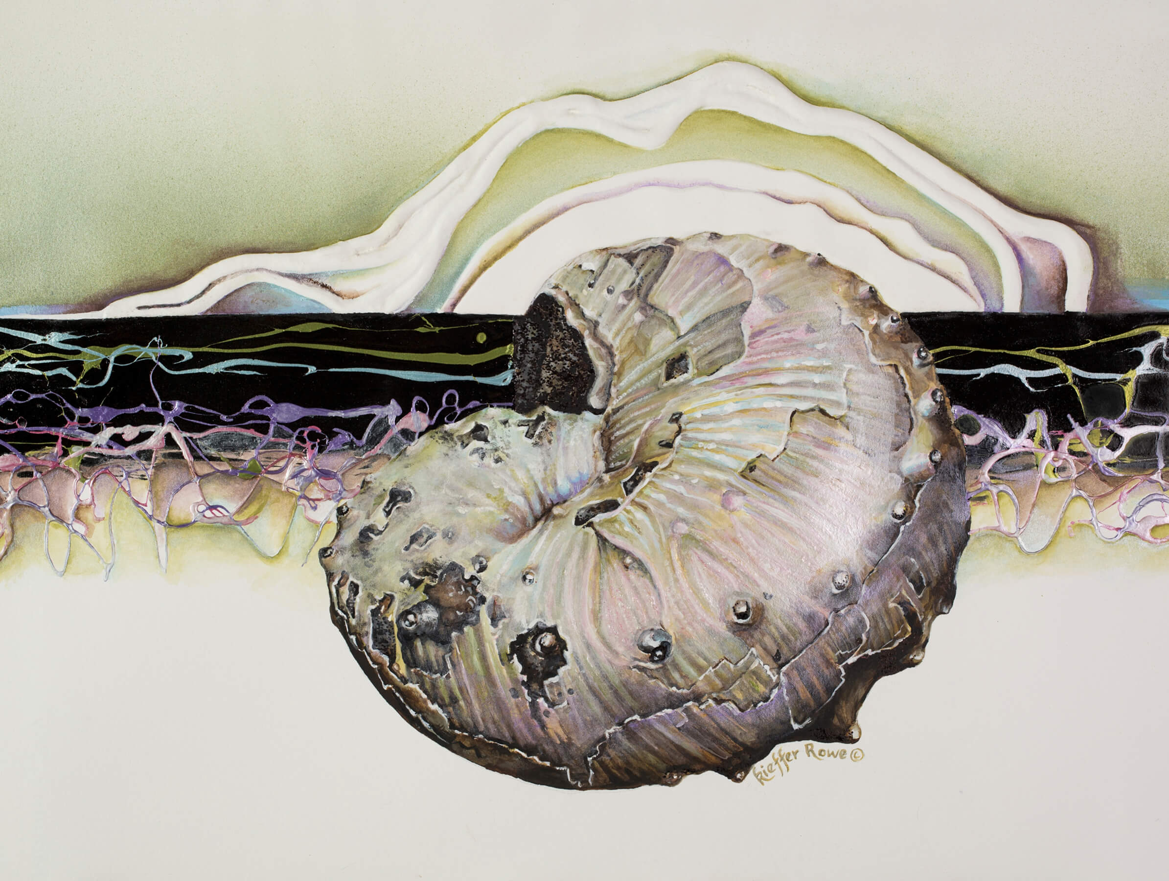 Ammonite—Jeletzkytes embossi