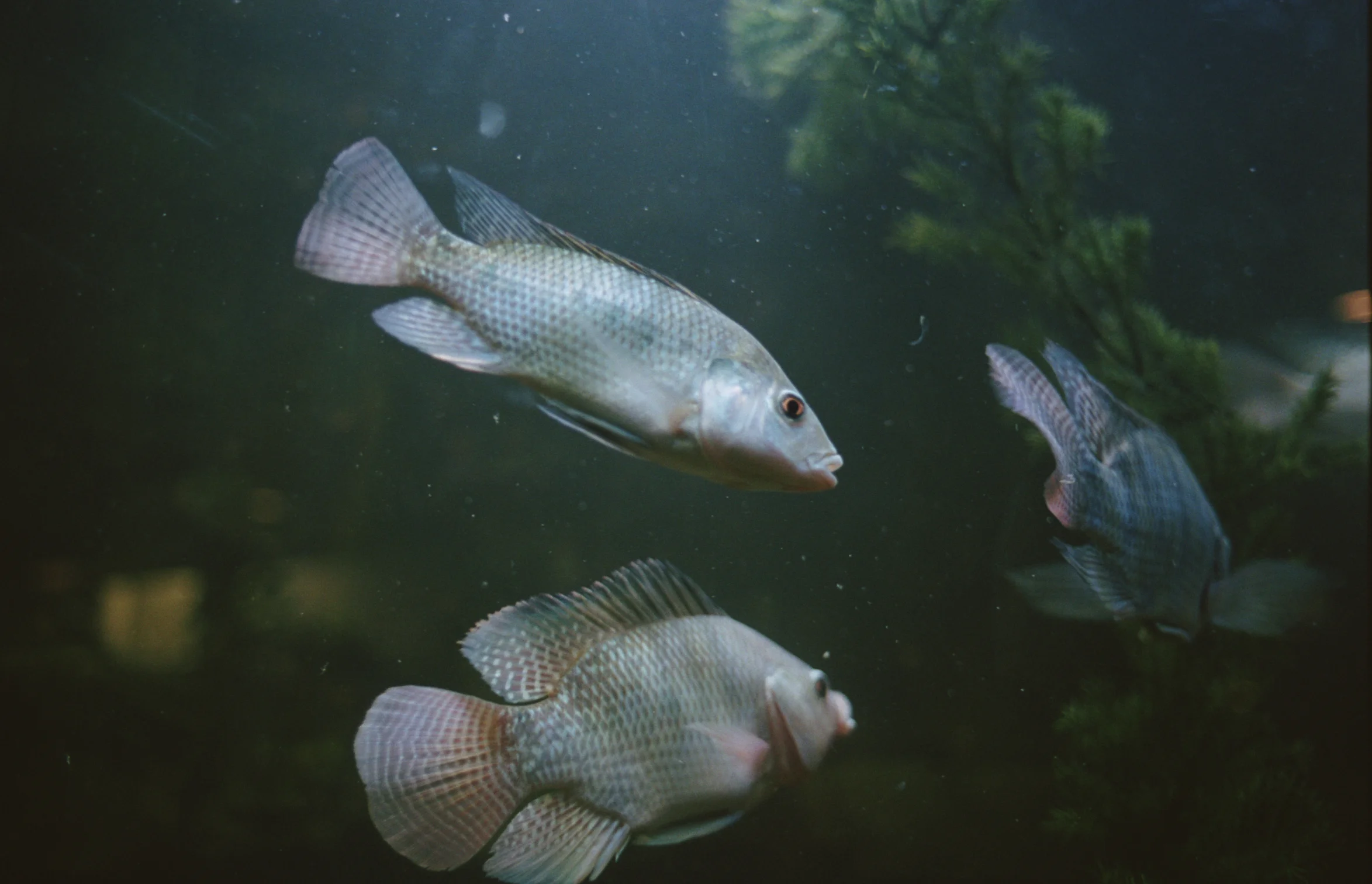 CanonZooFishTank:Winter2018.jpg