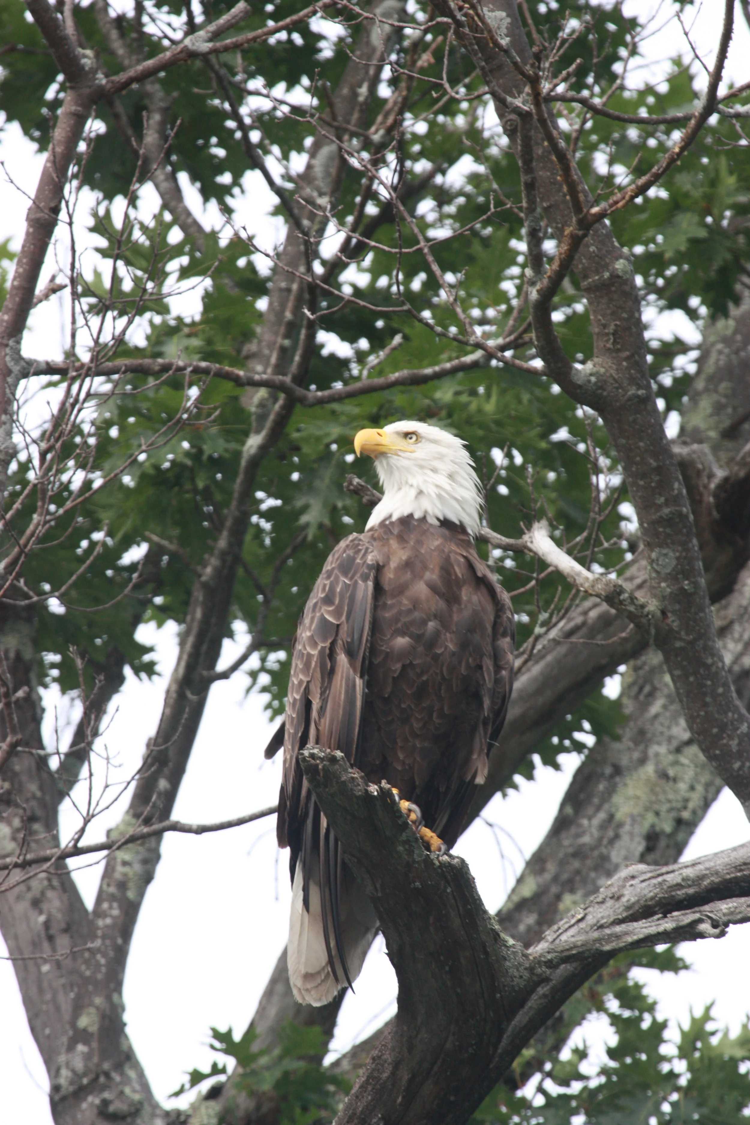 IMG_4009.JPG
