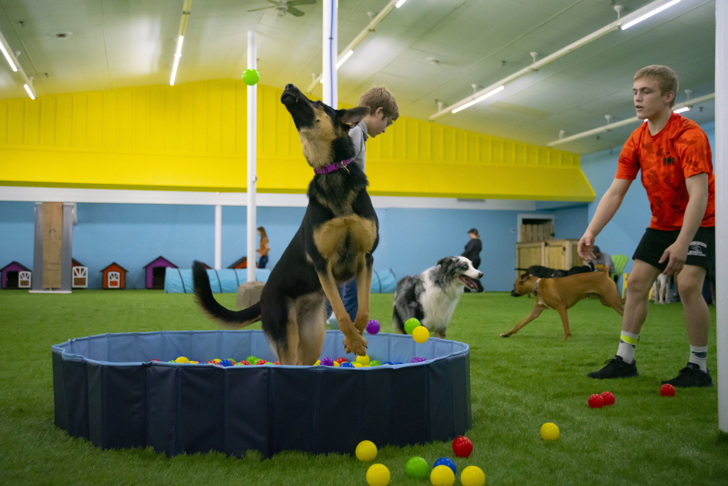 stay and play doggy daycare