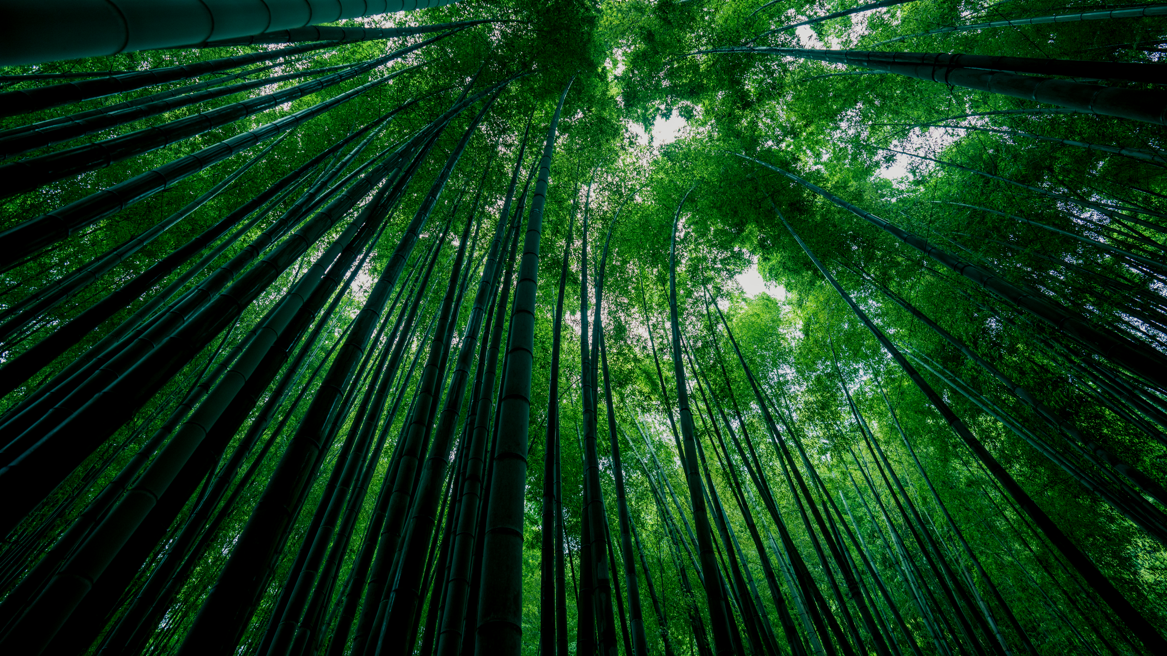 Bosque de bambú, materia prima sustentable para el mobiliario de Bamburen