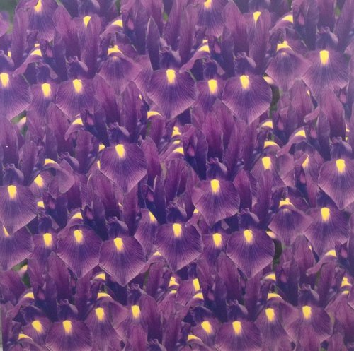 Peter Dayton, Purple Irises for Guerlain, pigment print on panel with varnish, 30 x 30 in  $5000 