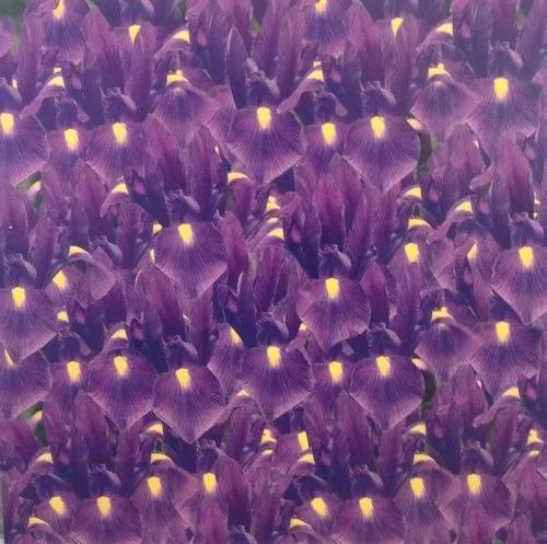 Peter Dayton, Purple Irises for Guerlain, pigment print on panel with varnish, 30 x 30 in $5000