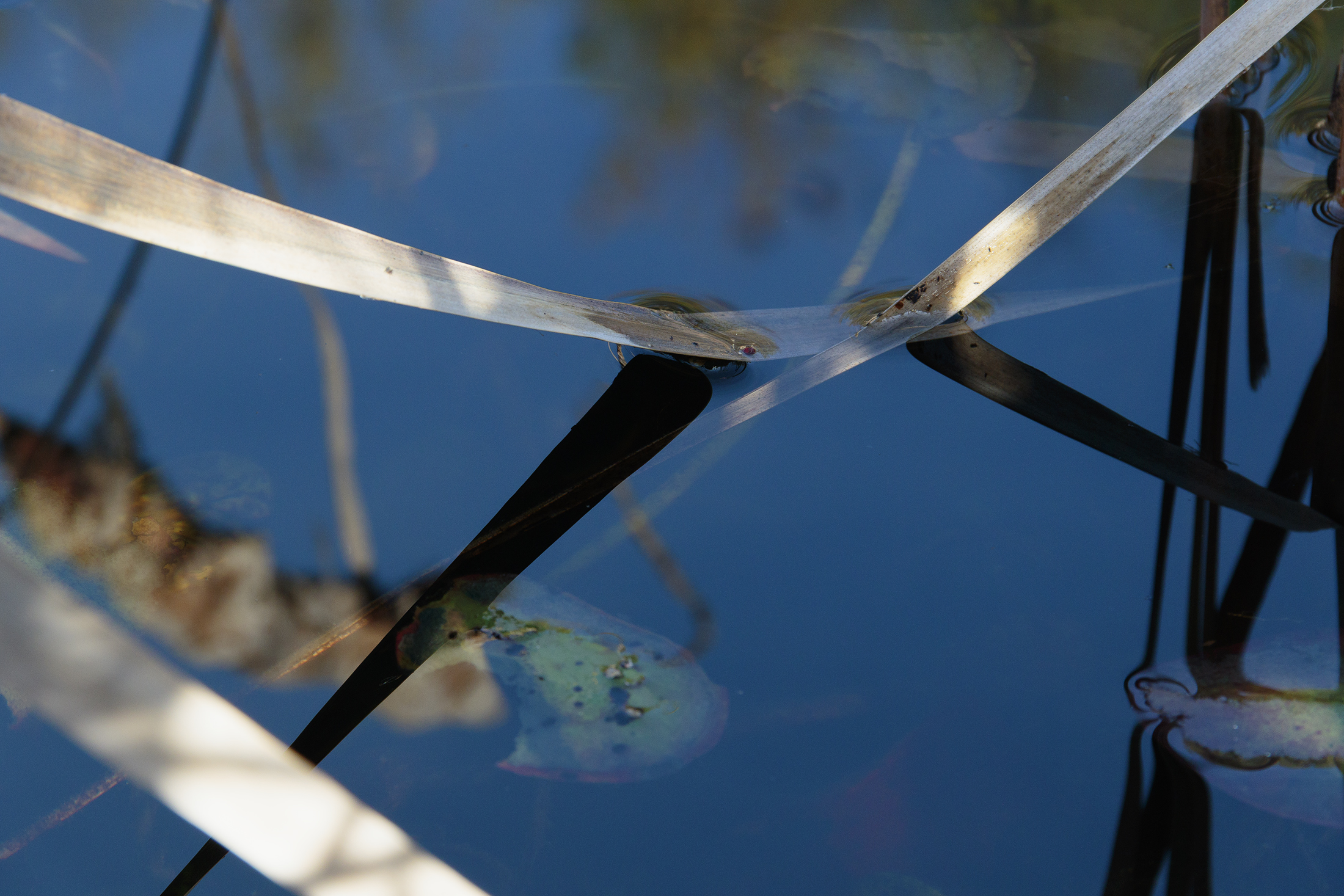 Seasaw, 2018, photograph, 20 x 30 in, edition of 10, $1,400