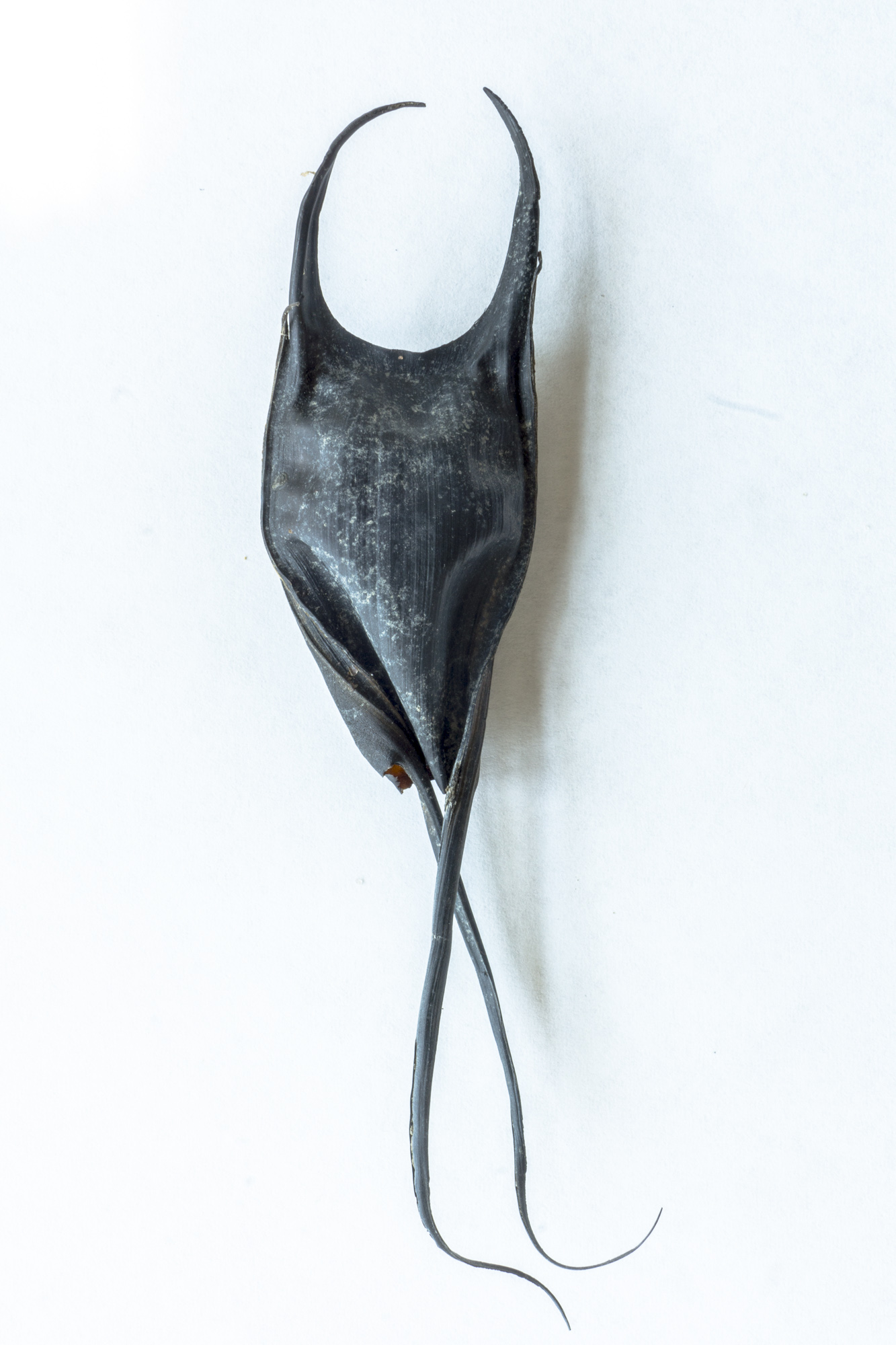 Dancer 2, 2019, print, 40 x 60 in, $6,000 (other sizes available)