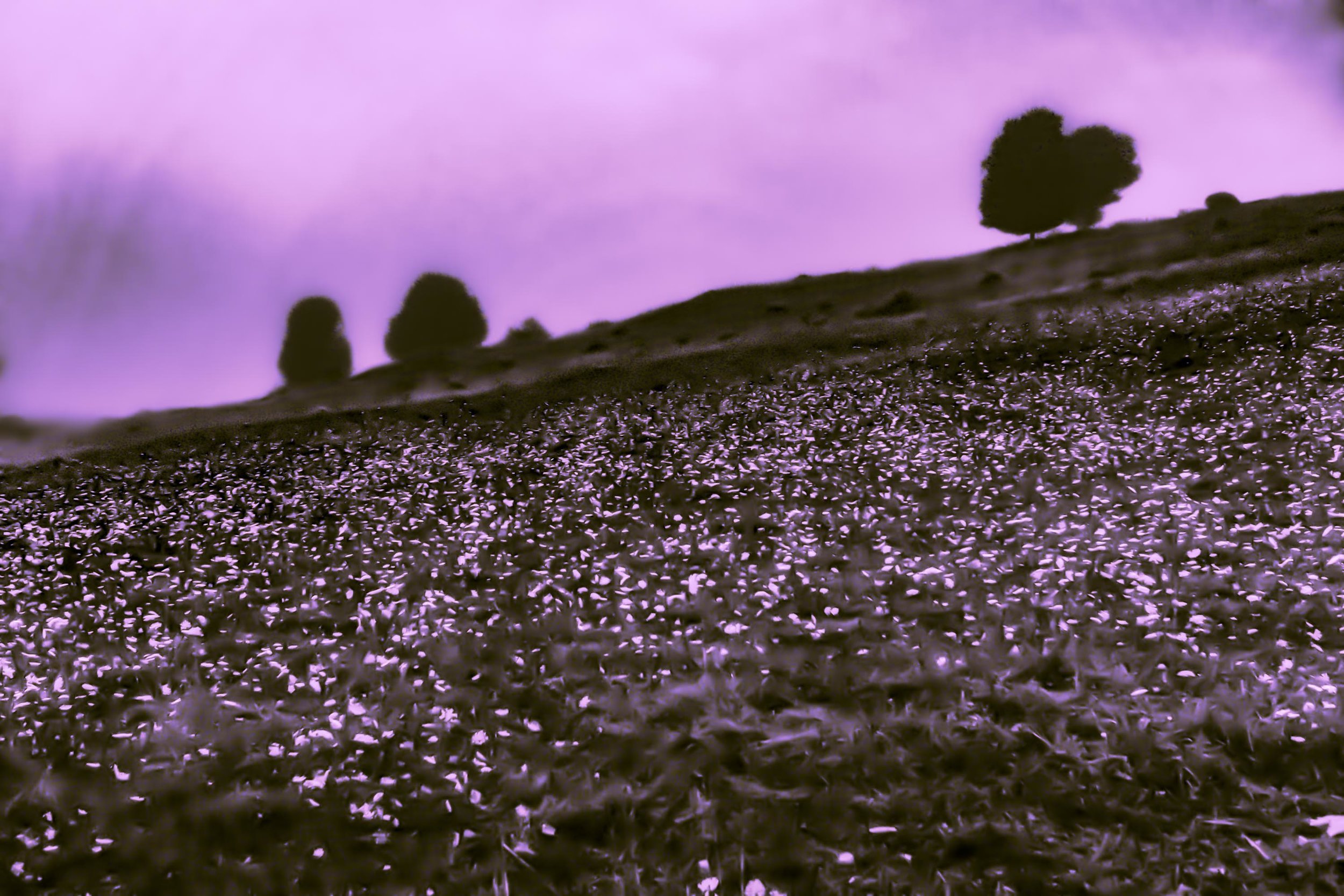 Pink Hill, 2019, print, 40 x 60 in, $6,000 (other sizes available)