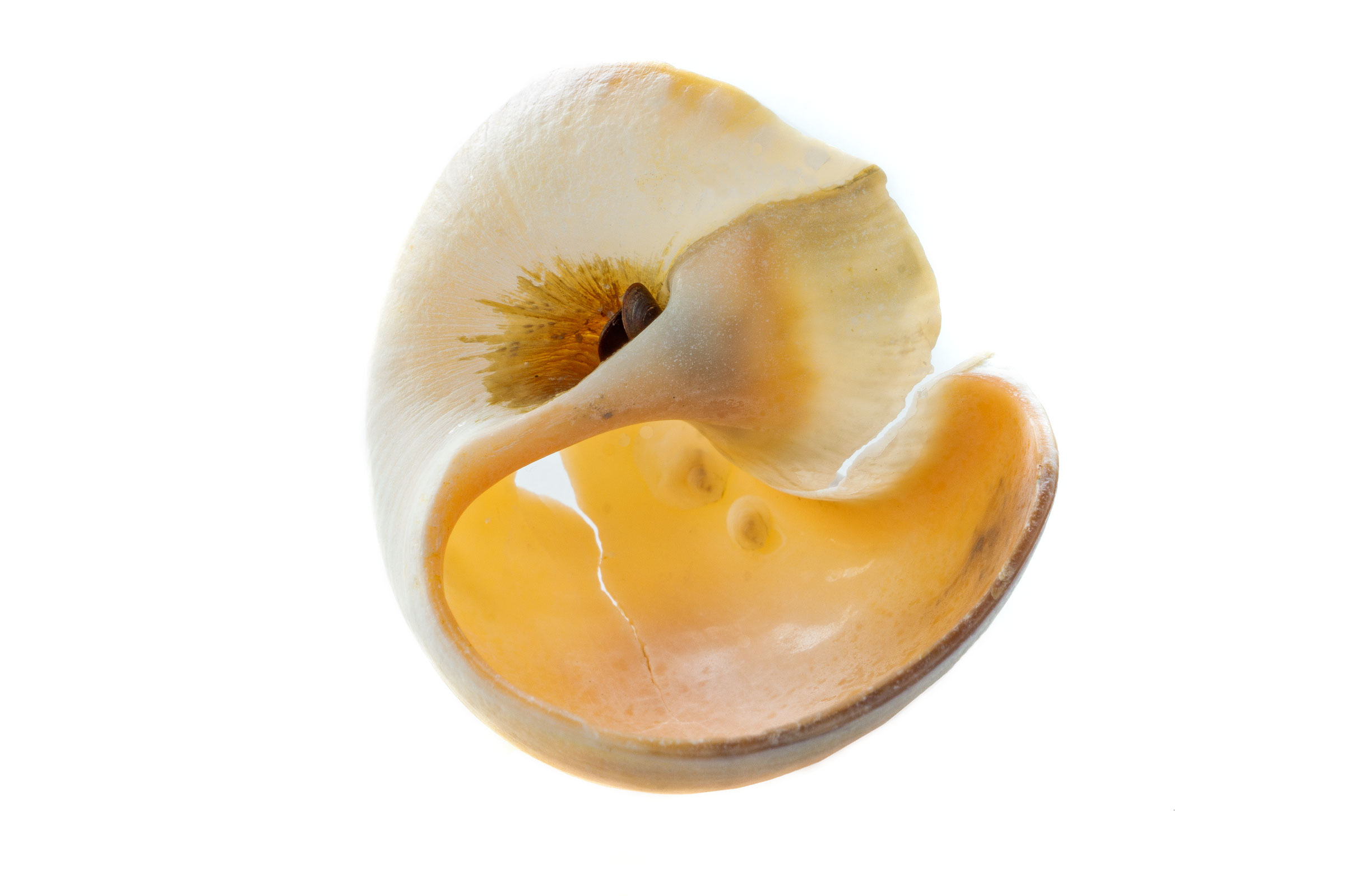 Tulipshell, 2019, print, 40 x 60 in, $6,000 (other sizes available)