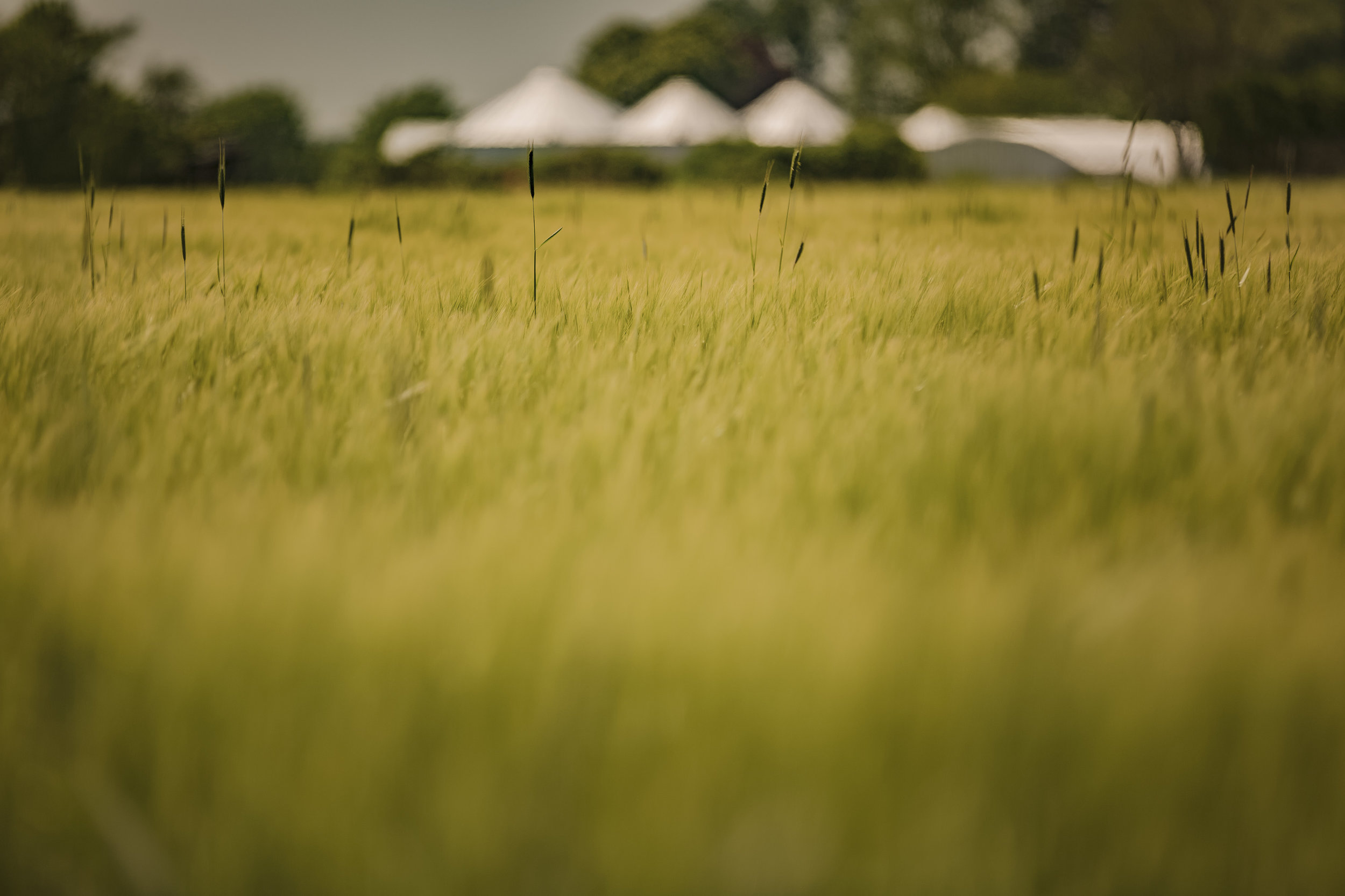 Wheat Field, 2019, print, 40 x 60 in, $6,000 (other sizes available)