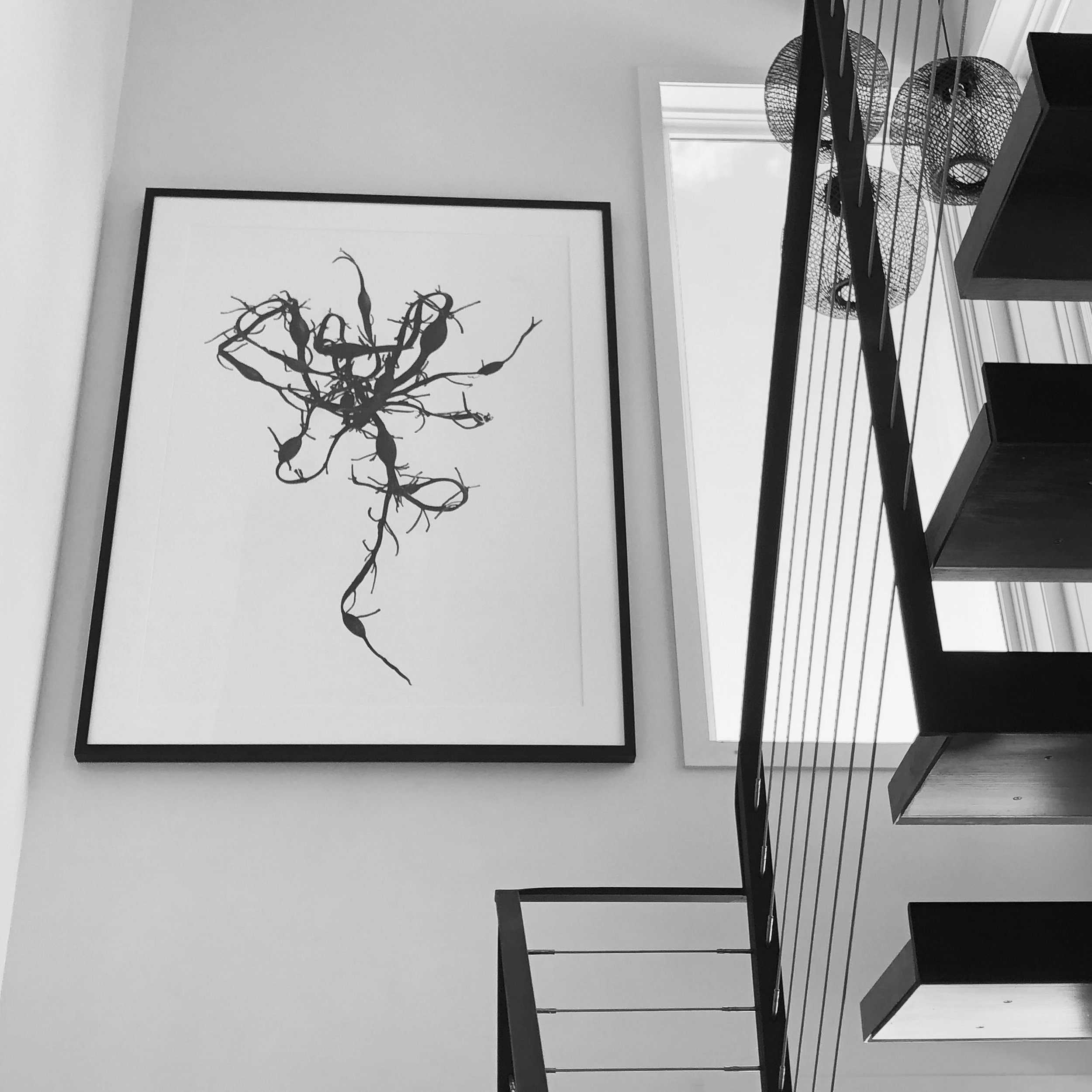 Seaweed 3 in situ, 2019, print, 40 x 60 in, $6,000 (other sizes available)