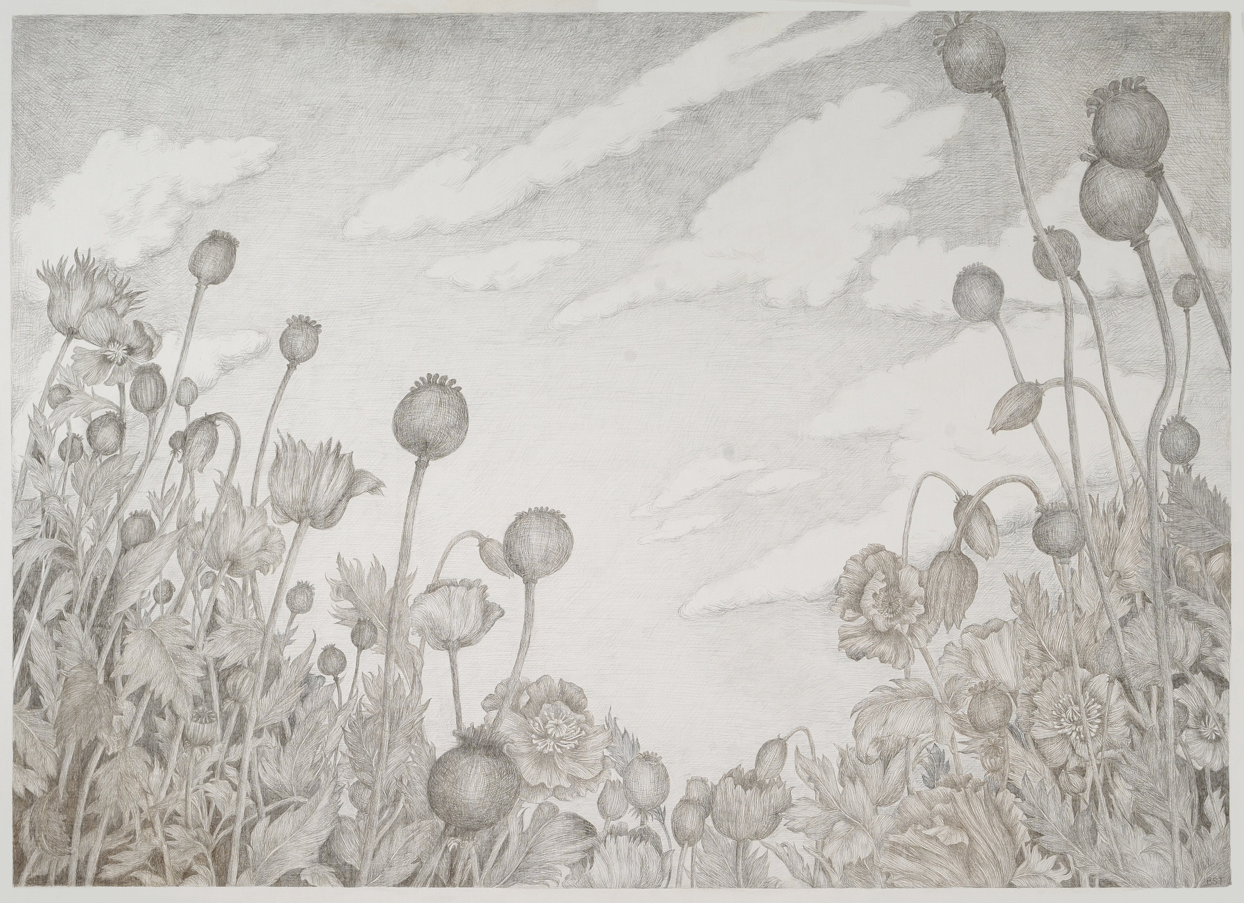 Poppies, 2014, silverpoint on paper, 27 x 30 in, $3,500