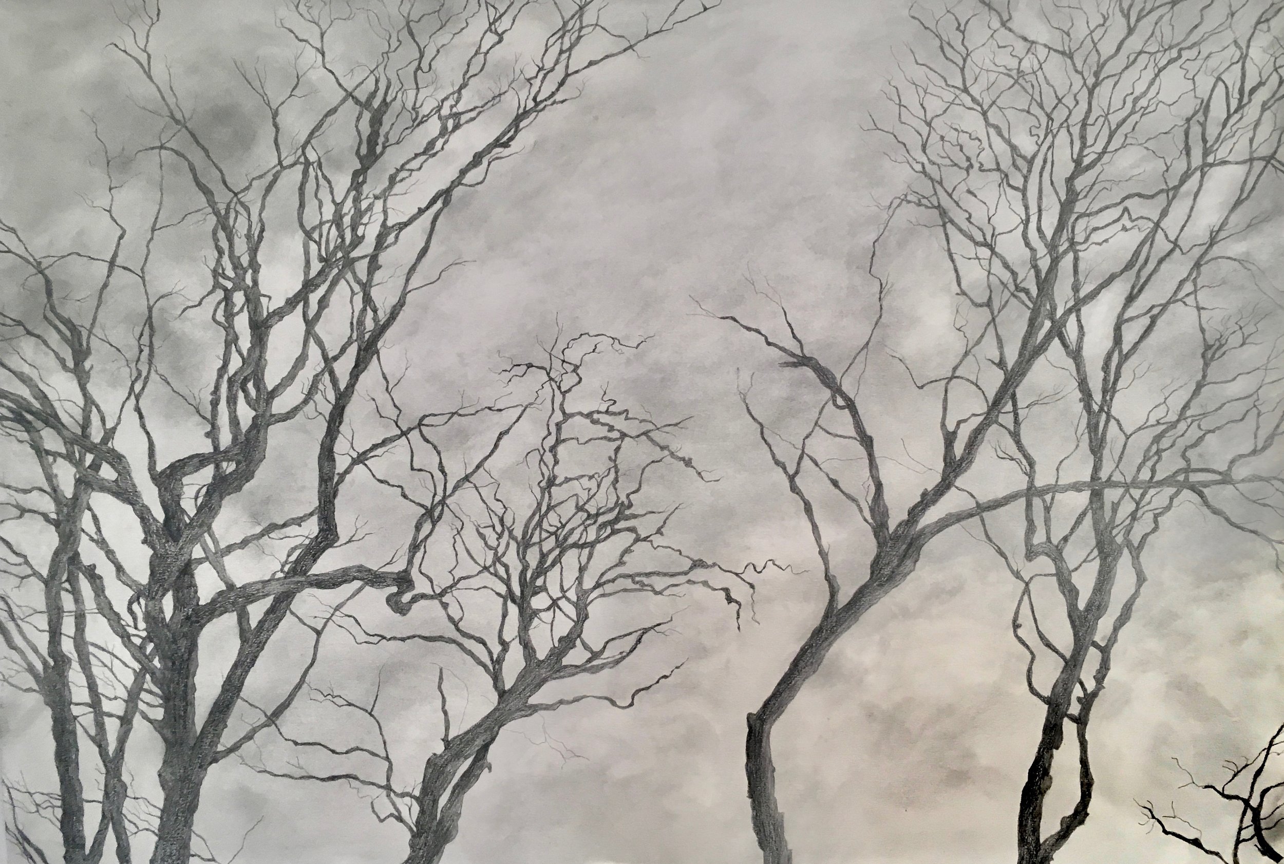 Trees II, 2019, graphite on paper, 44 x 27 in, $3,700