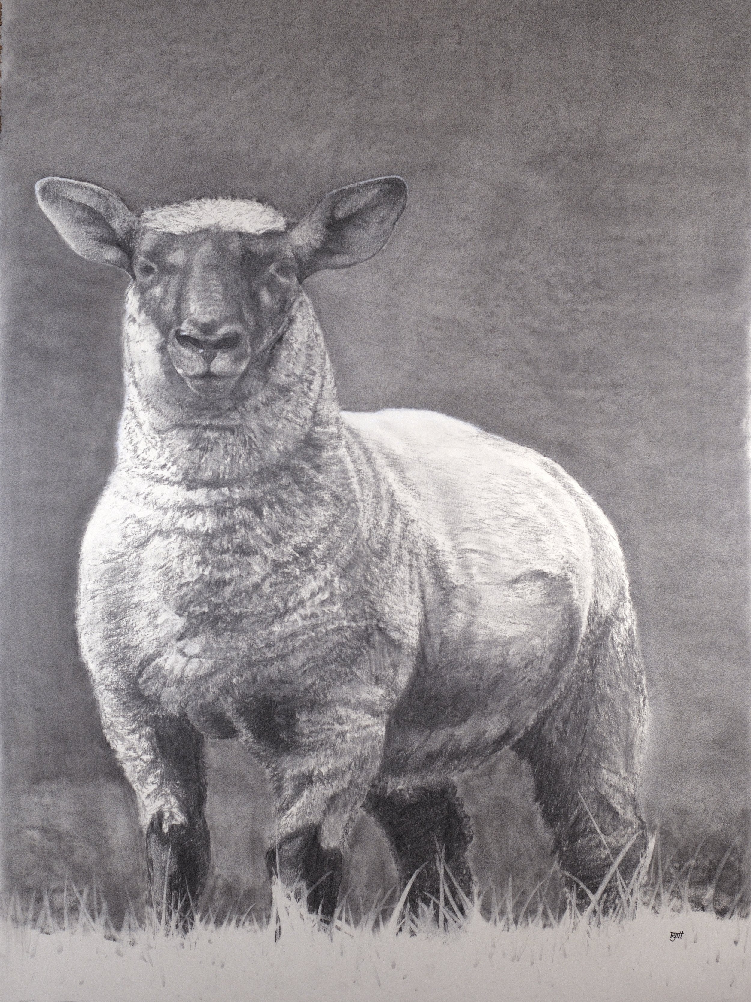 Untitled Sheep, 2018, charcoal, 30 x 22 in, $4500