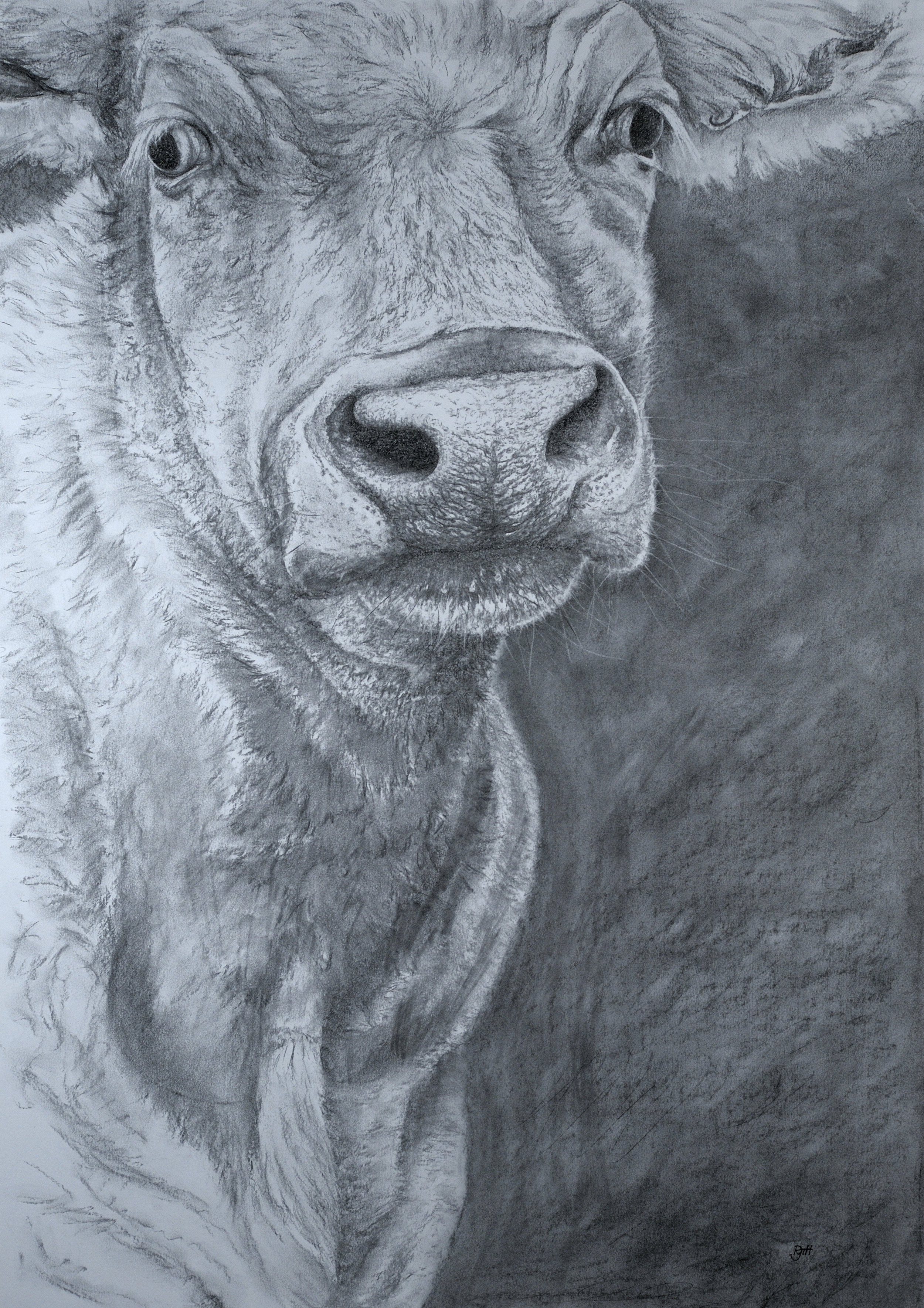 It's My Field, 2015, charcoal, 33 x 23 in, $4500