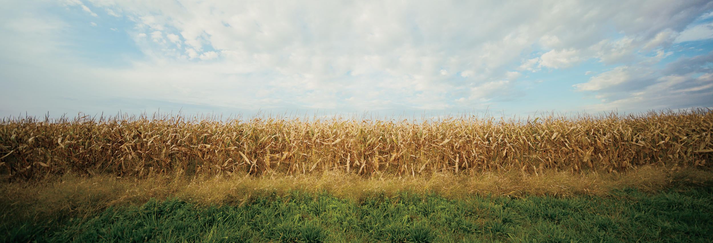 Sagaponack Corn, 2018, photo on aluminum, 72 x 23.75 in, edition of 5 (2 available), $5,000