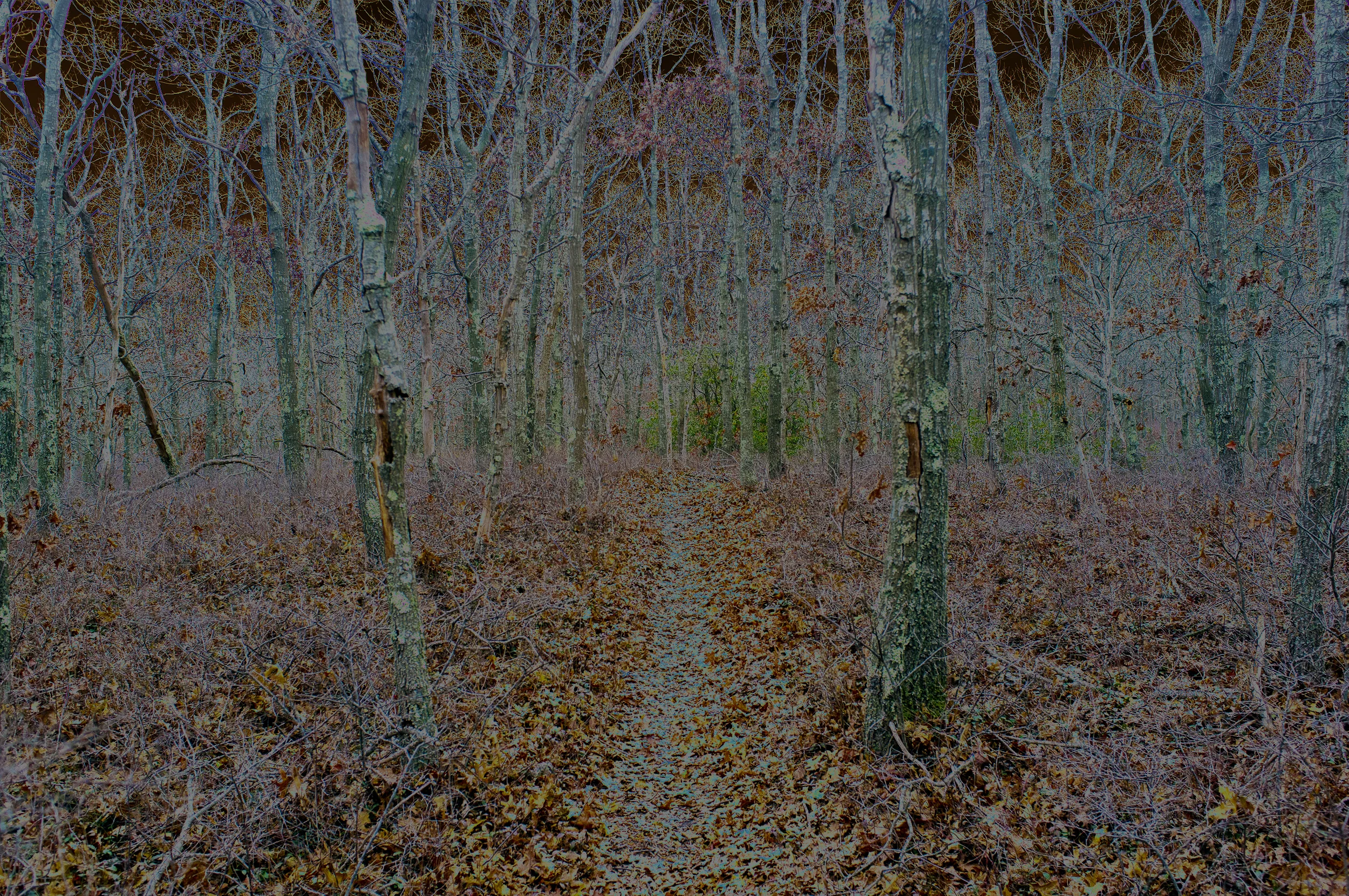 Sagg Trail One, 2018, photo on aluminum, 65 x 43.3 in, edition of 5 (3 available), $5,500 (bespoke prints in Barith paper available under request).