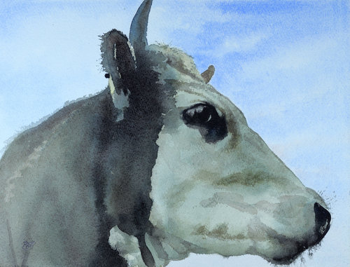 Thursday's Cow, 2016, watercolor, 10 x 14 in, $2000