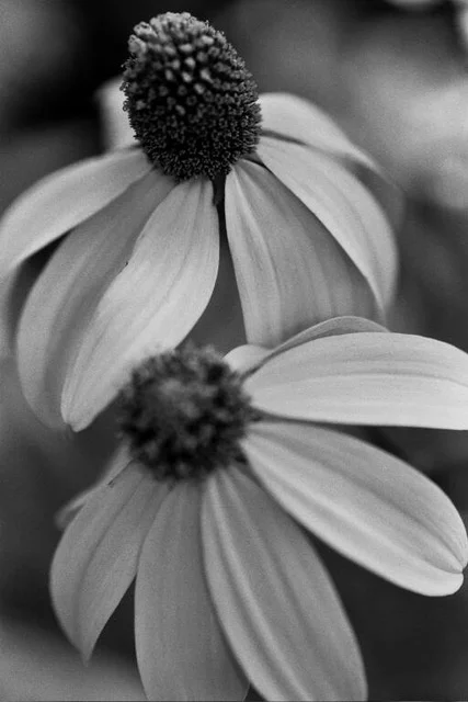 2 black eyed susans.jpeg