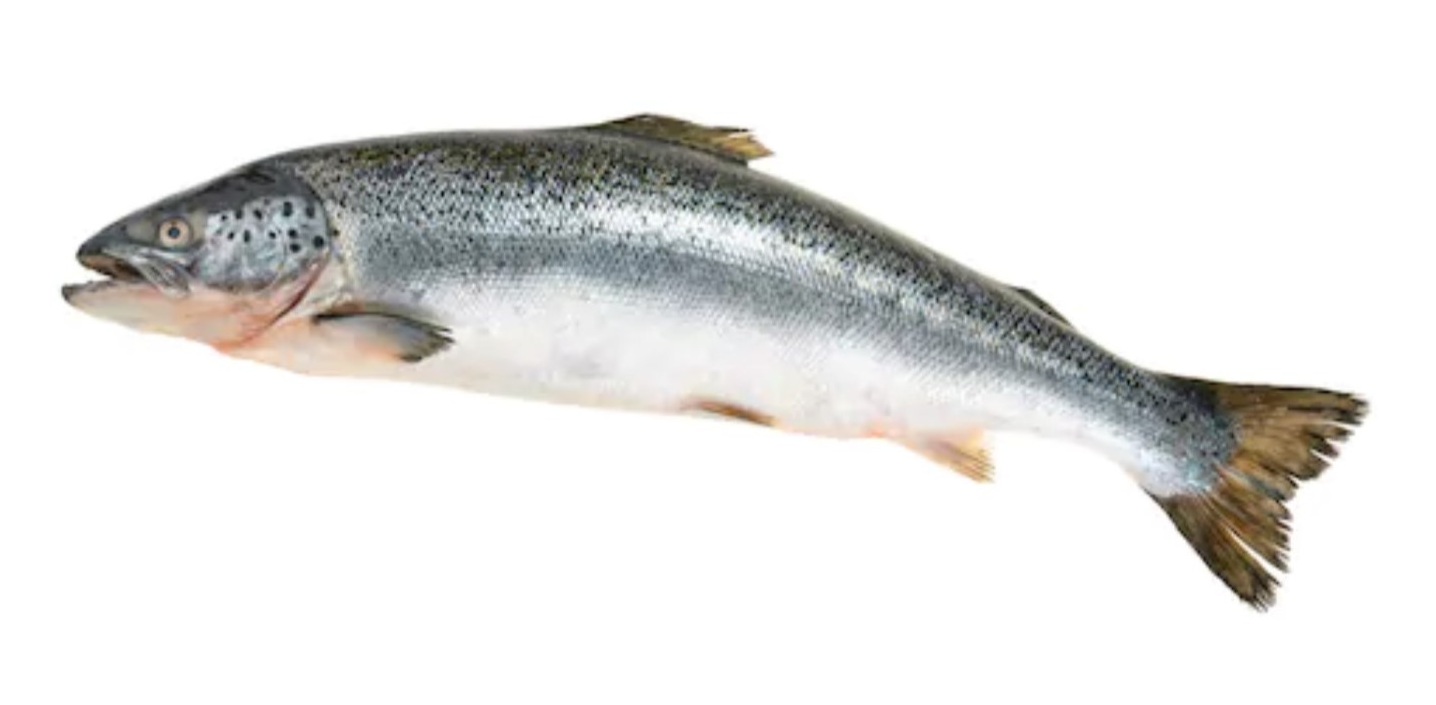 SALMON (Fresh)