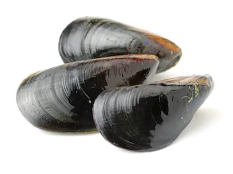 MUSSELS (Fresh*)