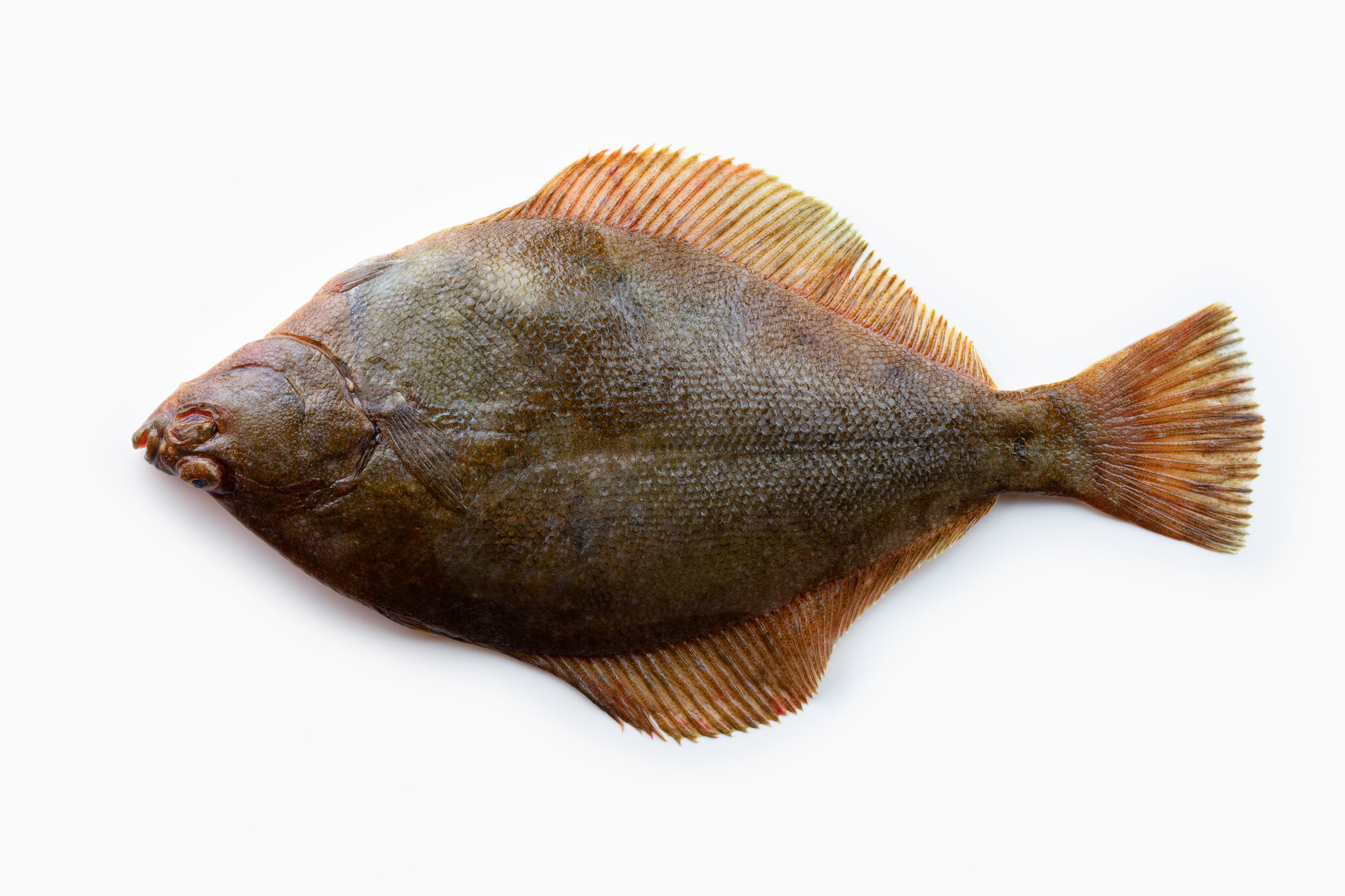 FLOUNDER