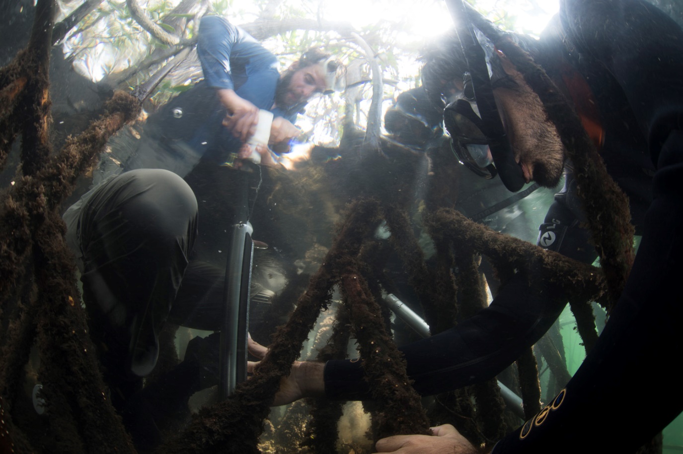 Figura 2 . Ciencia en acción: toma de muestras del centro de los sedimentos del manglar para medir el carbono. Usando un vaciador de turba ruso, tomamos pedazos de sedimentos a incrementos de profundidad de 25 cm, luego los secamos y pesamos para su análisis en laboratorio. Foto: Octavio Aburto / Fundación Charles Darwin