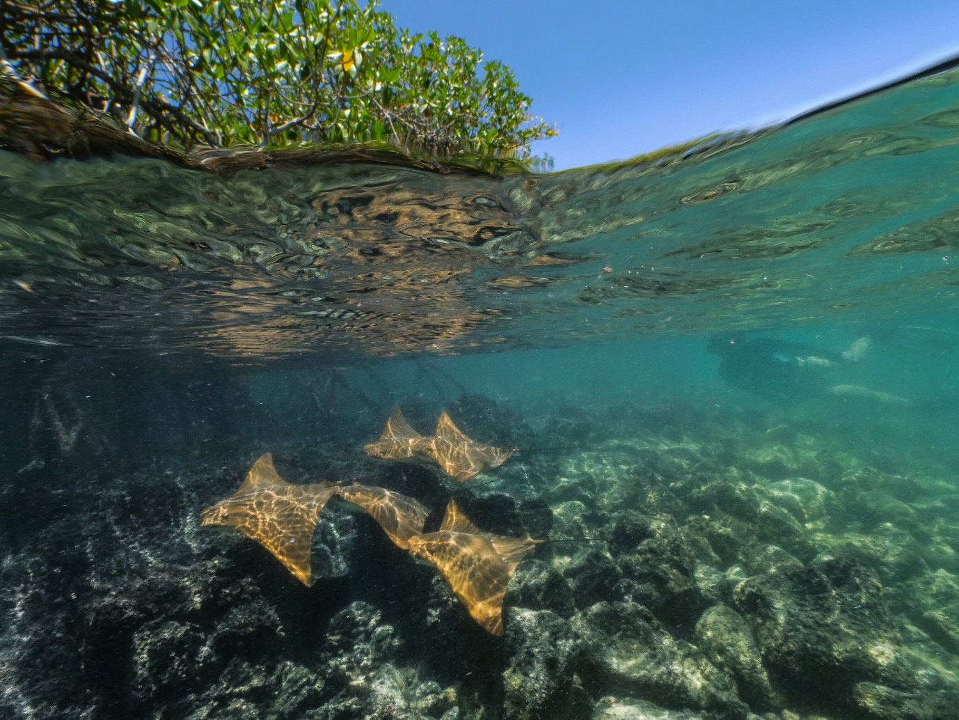 Figura 5 . Snorkeling con rayas doradas en las bahías con manglar. Foto: Pelayo Salinas de León / Fundación Charles Darwin