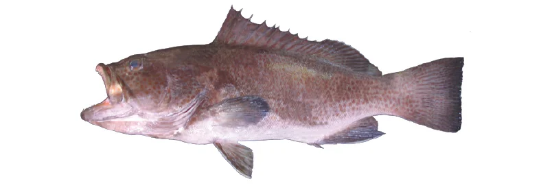 Figura 1 Bacalao.jpg