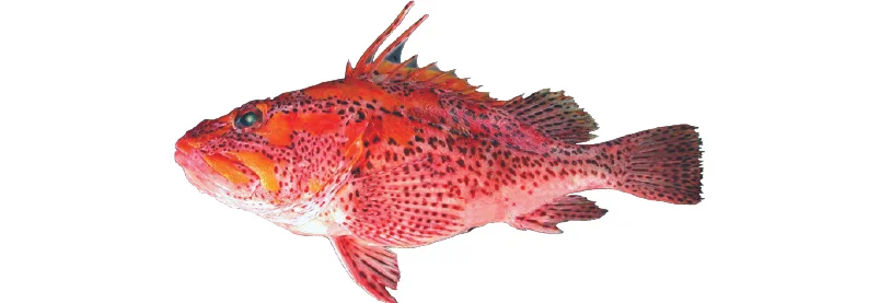 Figura 1 Brujo.jpg