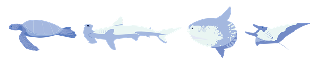 Figura 1 . Algunas de las especies de megafauna marina que habitan la Reserva Marina de Galápagos. De izquierda a derecha: tortuga marina verde, tiburón martillo, pez luna, manta oceánica. Fuente: Shark Count Galapagos