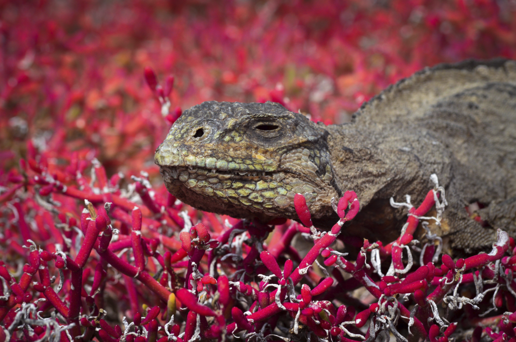 Figura 22 . Naturaleza Muerta. Galápagos al Natural 2016. Foto: Andrés Tapia-joven fotógrafo