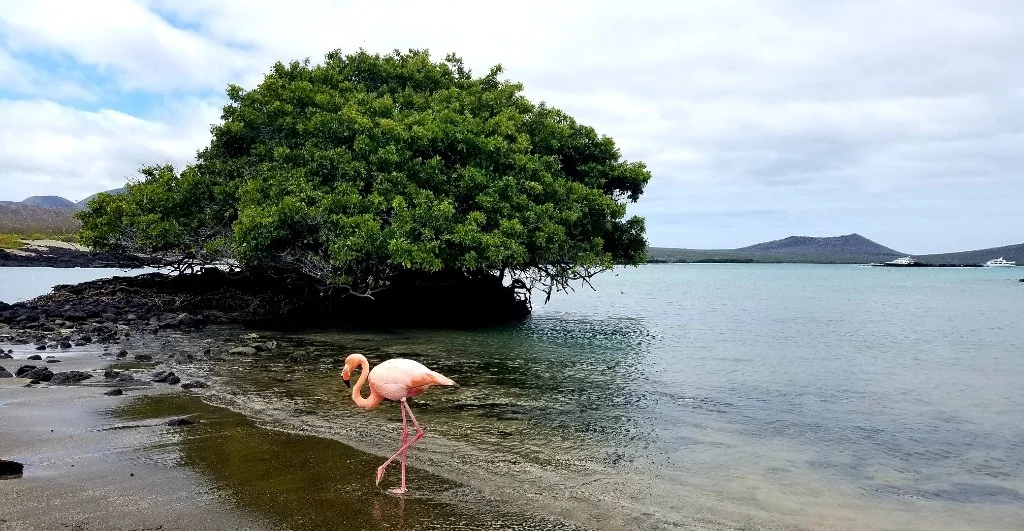 Figura 5 . Flamenco en Bahía de la Baronesa. Foto: WWF Ecuador