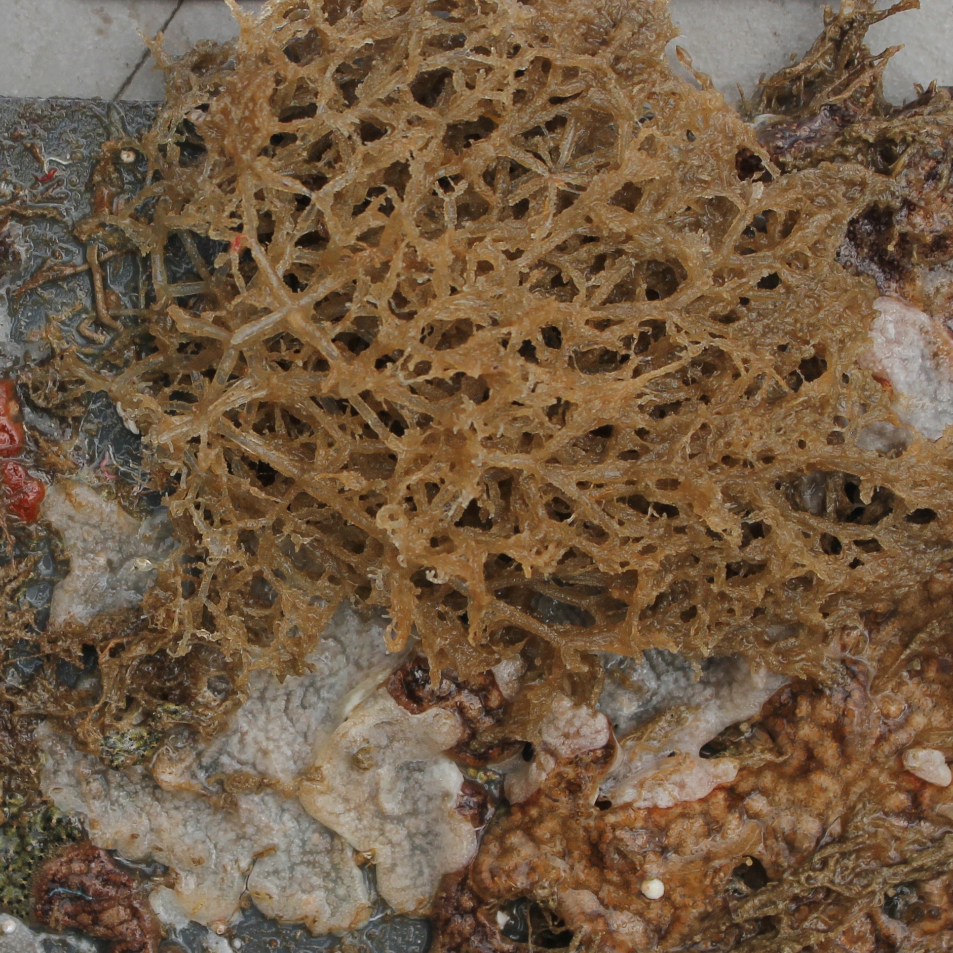 Figura 4 . El briozoo spaguetti del Caribe Amathia verticillata. Foto: Linda McCann