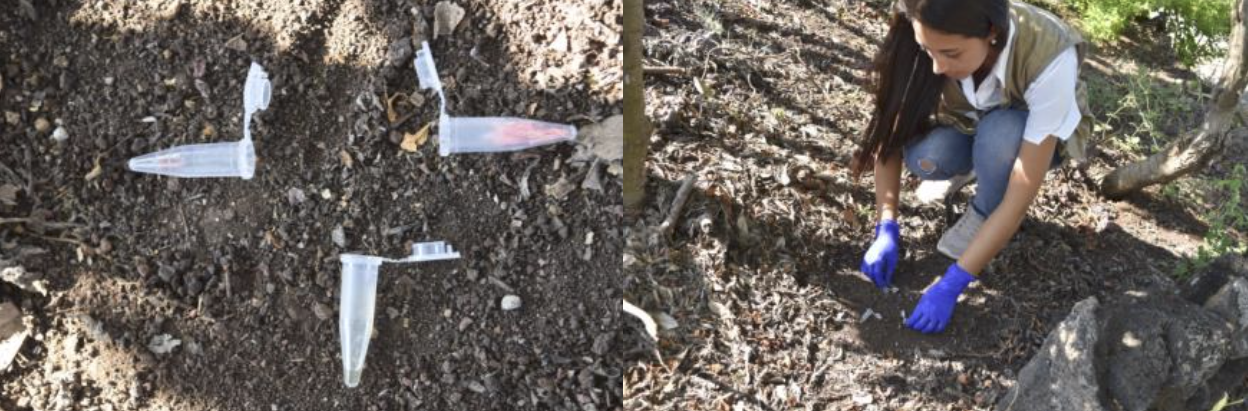 Figura 3 . Cebos de salchicha, miel y atún y su colocación. Se colocan tres tipos diferentes de cebos en un mismo lugar porque diferentes especies de hormigas tienen diferentes dietas. De este modo podemos colectar más especies. Foto: Archivos ABG
