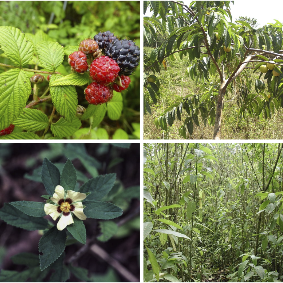 Figura 3 . Las cuatro plantas invasoras más problemáticas en la zona agropecuaria de Santa Cruz (en el sentido de las manecillas del reloj): mora, guayaba, sauco y escoba. Fotos: Heinke Jäger, Conley McMullen, archivos de la Fundación Charles Darwin