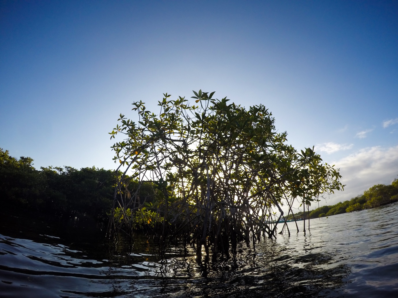 Figure 1 . Mangroves in Galapagos. Photo: Nicolas Moity/ Charles Darwin Foundation