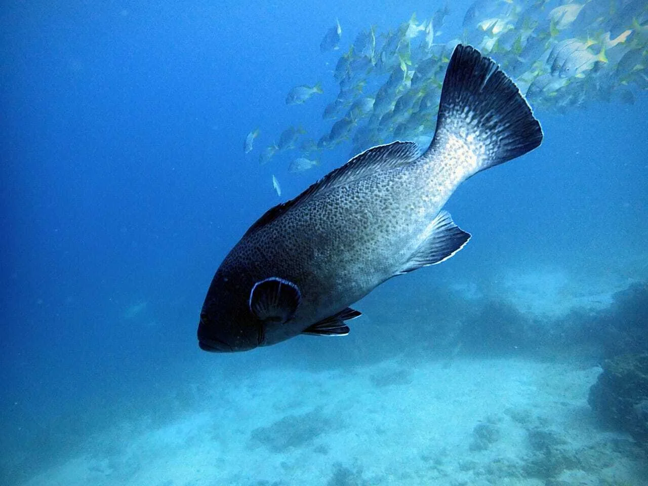 Figure 1. Galapagos grouper. Photo: Salomé Buglass, Charles Darwin Foundation