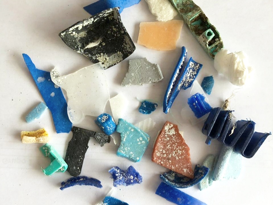 Figure 8 . Small fragments of broken plastic with organisms attached. Photo: Rosita Calderon