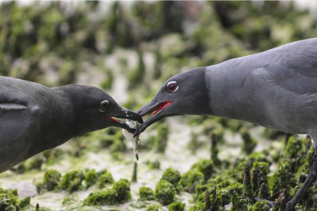 Figure 24 . Love. Galapagos Natural Inspiration. Photo: Daniela Taipe – Young Photographer