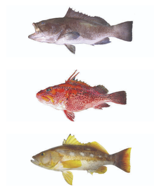 Figure 2. From Top to bottom: Galapagos grouper, sand bass and mottled scorpionfish. Source: Charles Darwin Foundation archives