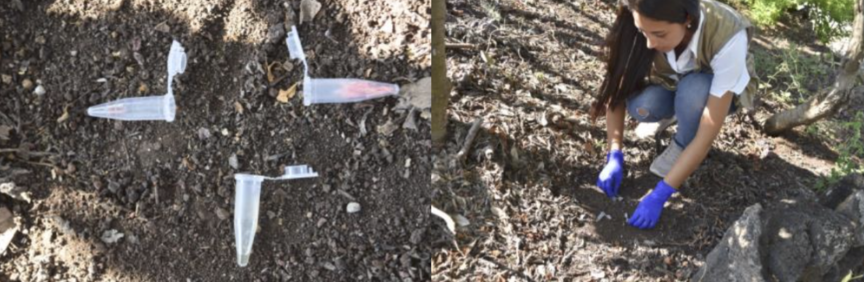 Figure 3. Positioning of sausage, honey and tuna baits. We position three different types of bait in close proximity to each other because different species of ants are attracted to different foods. Photo: ABG Archives