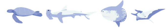 Figure 1 . Some of the megafauna that inhabits the Galapagos Marine Reserve. From left to right: green sea turtle, hammerhead shark, ocean sunfish, giant oceanic manta ray. Source: Shark Count Galapagos