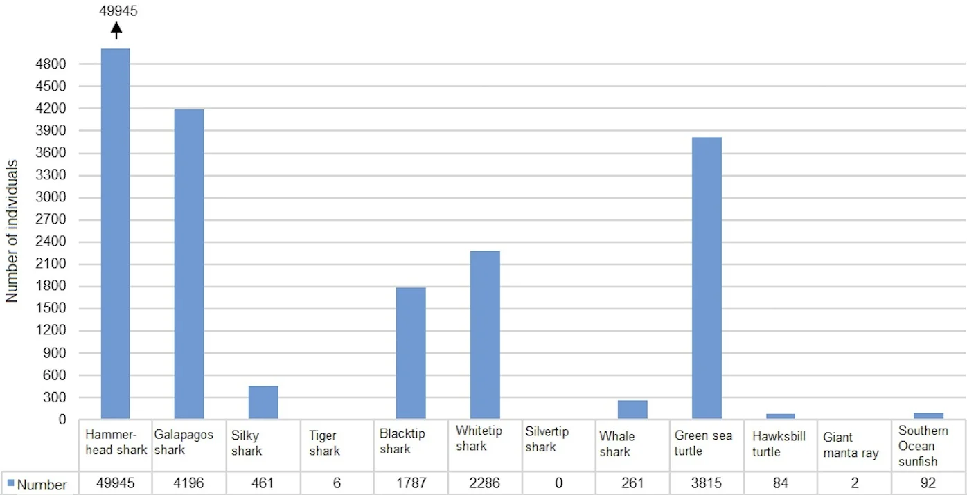 Figure 2 . Total number of observations of different species, as reported via the Shark Count App. Click to enlarge.