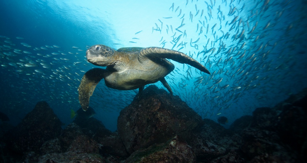Figure 1 . Green turtle surrounded by Pacific creolefish at Daphne Menor. Photo: Nicolas Moity/Charles Darwin Foundation