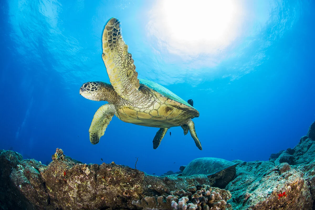 shutterstock_318984014 copy.jpg