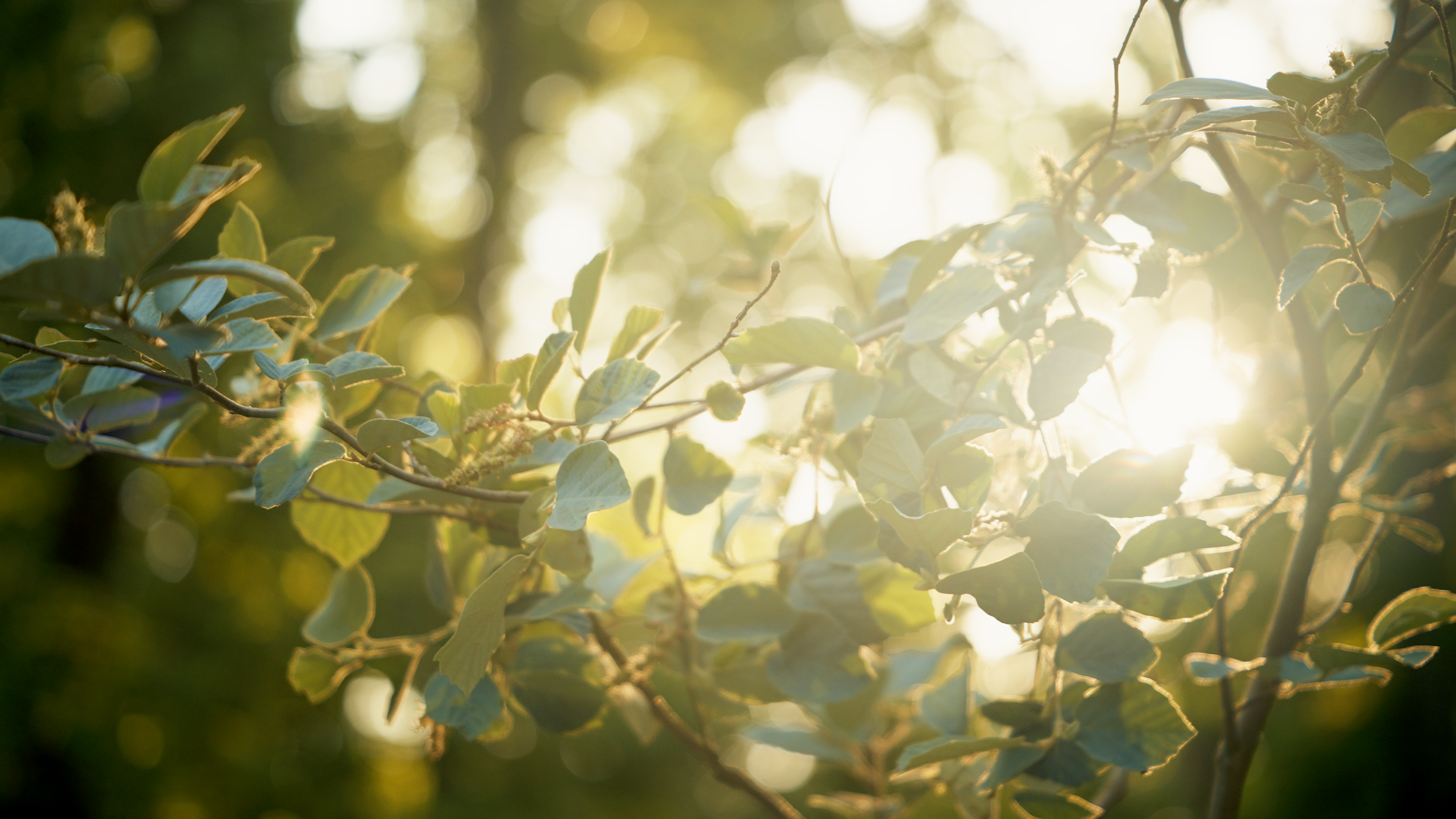 Planting Memories