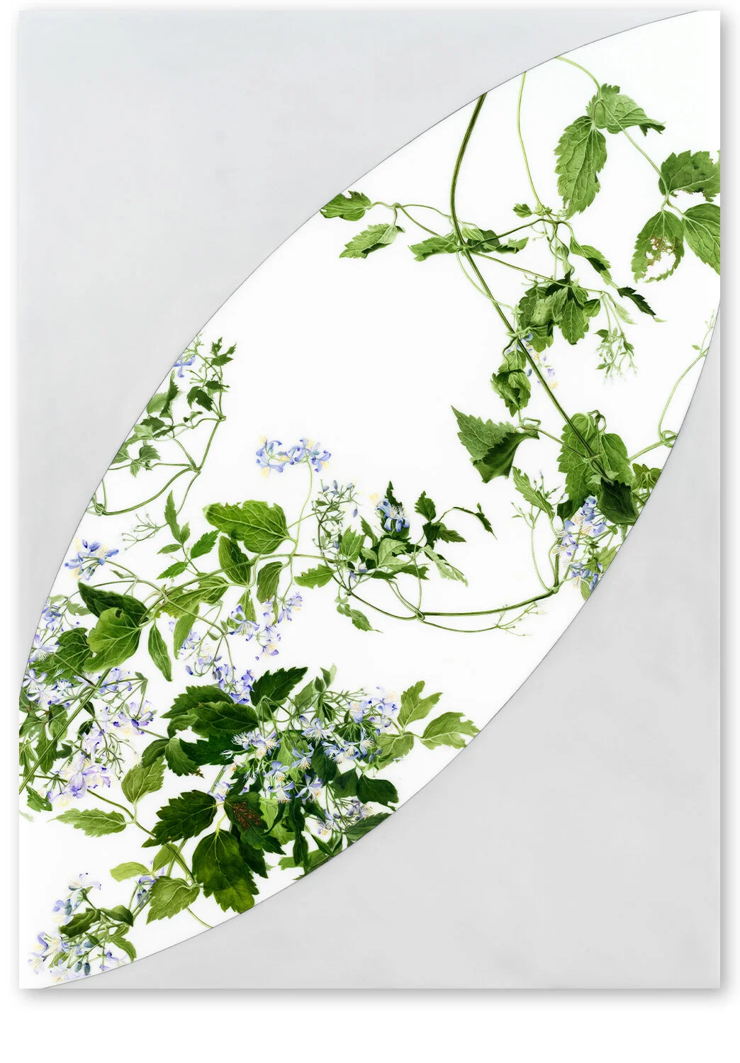     Cartouche 2     2015–2018 ,  42″ x 30″, oil on Duralar    (Private Collection)     