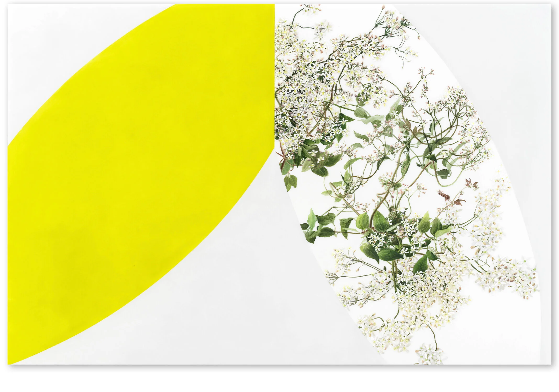     Arc X (Double Pitch)    2016–17,   40″ x 60″, oil on Duralar    (Private Collection) 