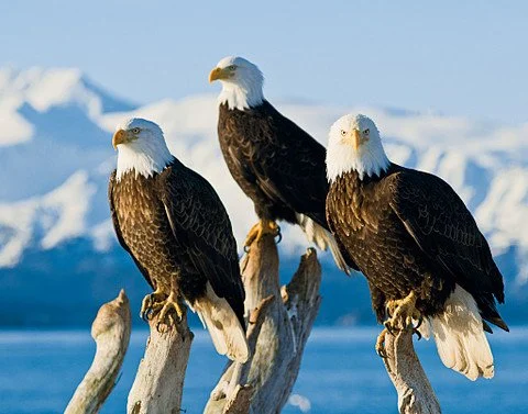 Alaska Glacier Day Experience with Holland America Lines