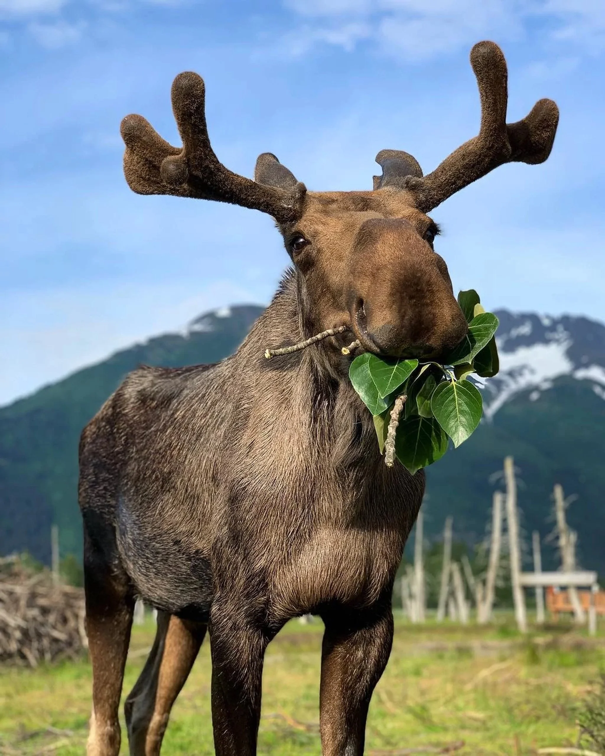 Help Name an Orphaned Moose Calf with Holland America Line